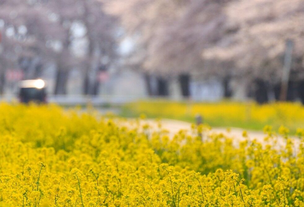 同窓会報33号をHPにアップしました